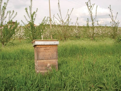 Slika 2. Košnica sa pčelama u zasadu jabuke
