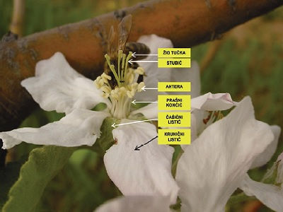 Slika 2. Medonosna pčela na cvjetu jabuke