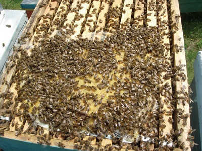slika 1. Prihrana odgajivačkog društva polenskom pogačom